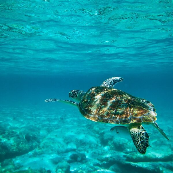 Jungle Tour Adventure